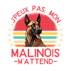 berger belge malinois chien doux