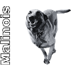 Malinois Belgian Shepherd Schutzhund