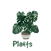 Monstera Deliciosa Albo Botanical Houseplant