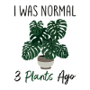 Monstera Deliciosa Albo Botanical Houseplant