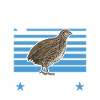 Quail Bird
