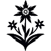 Edelweiß / Blume