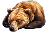 Official Sleep Shirt Bear