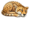 Official Sleep Shirt Cheetah