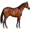 Serafina - brown horse, standing