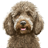 Labradoodle Dog