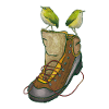 Zaunkönige auf Wanderschuh