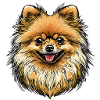 Pomeranian dog
