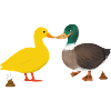 pooping ducks