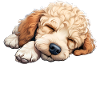 Official Sleep Shirt Poodle