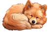 Official Sleep Shirt Pomeranian