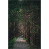 Waldweg