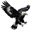 Eagle