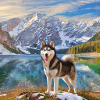 HUSKY in den Bergen