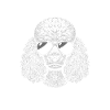 Poodle Dad