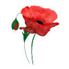 Poppy Bloom