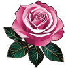Pink Rose II
