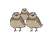 Quail Bird