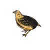 Quail Bird