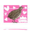 Quail Bird