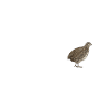 Quail Bird