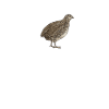Quail Bird