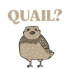 Oiseau de caille