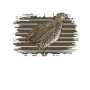 Quail Bird