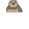 Quail Bird