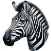 Zèbre