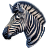 Zèbre
