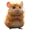 Hamster gnager gullhamster mark hamster hamster