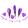 Crocuses Spring