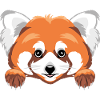 Peeking cute red panda