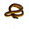 Weißlippige Python Moderner Reptilienhalter