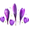 Crocuses