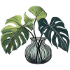 Monstera Plant Plant Love