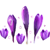 Crocuses, Spring, Harbingers of Spring