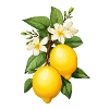 Lemons with blossom