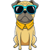 Cool Pug with Sunglasses