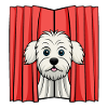 Shy Maltese Peeking from Curtain