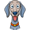 Goofy Weimaraner Begging for Treats