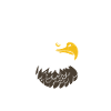 Citation humour Oiseau aigle