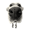 Labrador Bubu
