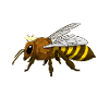 King Of The Hive Imker