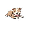 Le Pitbull