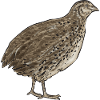 Quail Bird