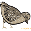 Quail Bird