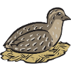 Oiseau de caille