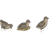 Quail Bird